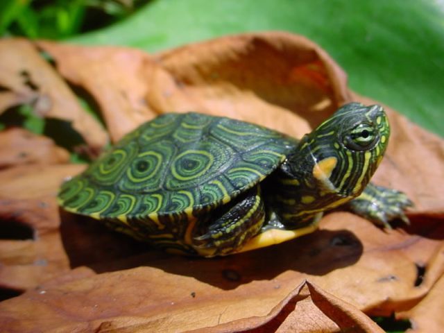 Породы черепах в Красногорске | ЗооТом портал о животных