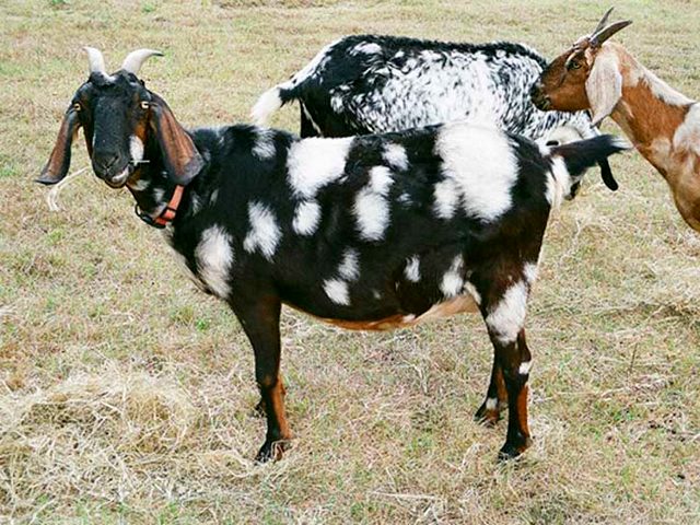 Породы коз в Красногорске | ЗооТом портал о животных