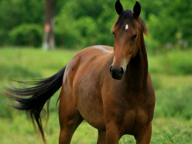 Содержание лошадей и уход за ними в Красногорске | ЗооТом портал о животных