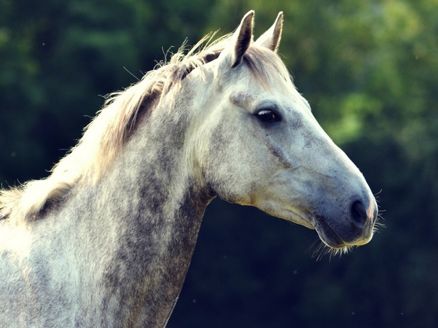 Уход за лошадьми в Красногорске | ЗооТом портал о животных