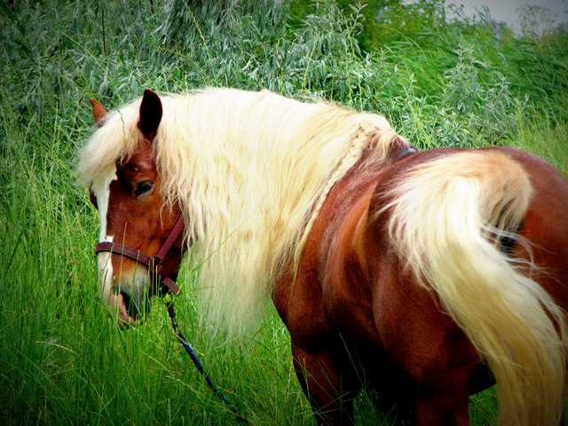 Породы лошадей в Красногорске | ЗооТом портал о животных