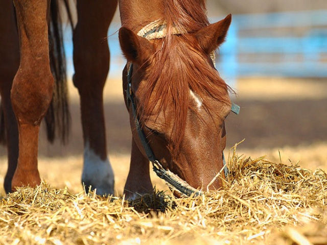 Содержание лошадей в Красногорске | ЗооТом портал о животных