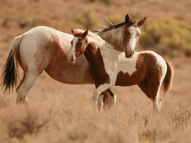 Интересные факты лошадях в Красногорске | ЗооТом портал о животных