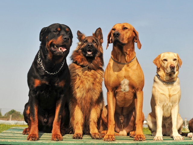 Крупные породы собак в Красногорске | ЗооТом портал о животных