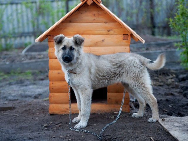 Все о собаках в Красногорске